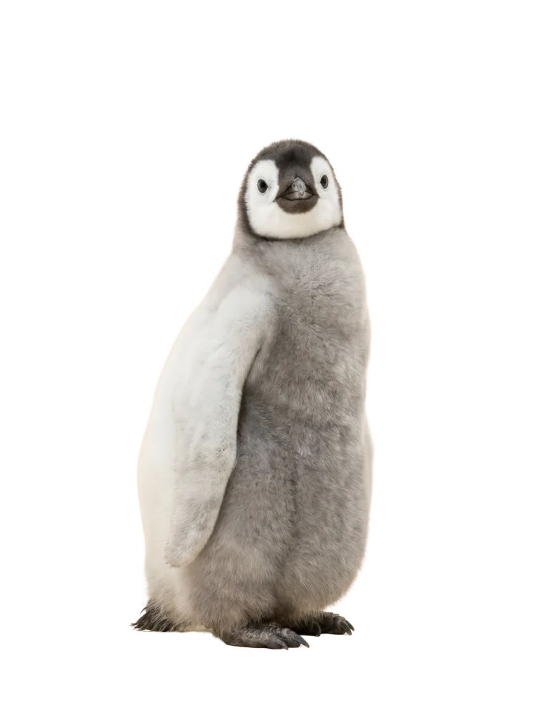 More Animals