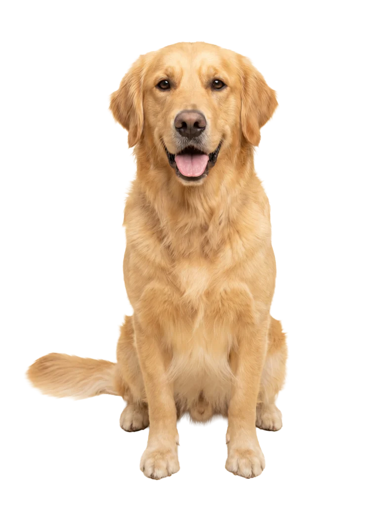 Dog — photograph card from PopPond