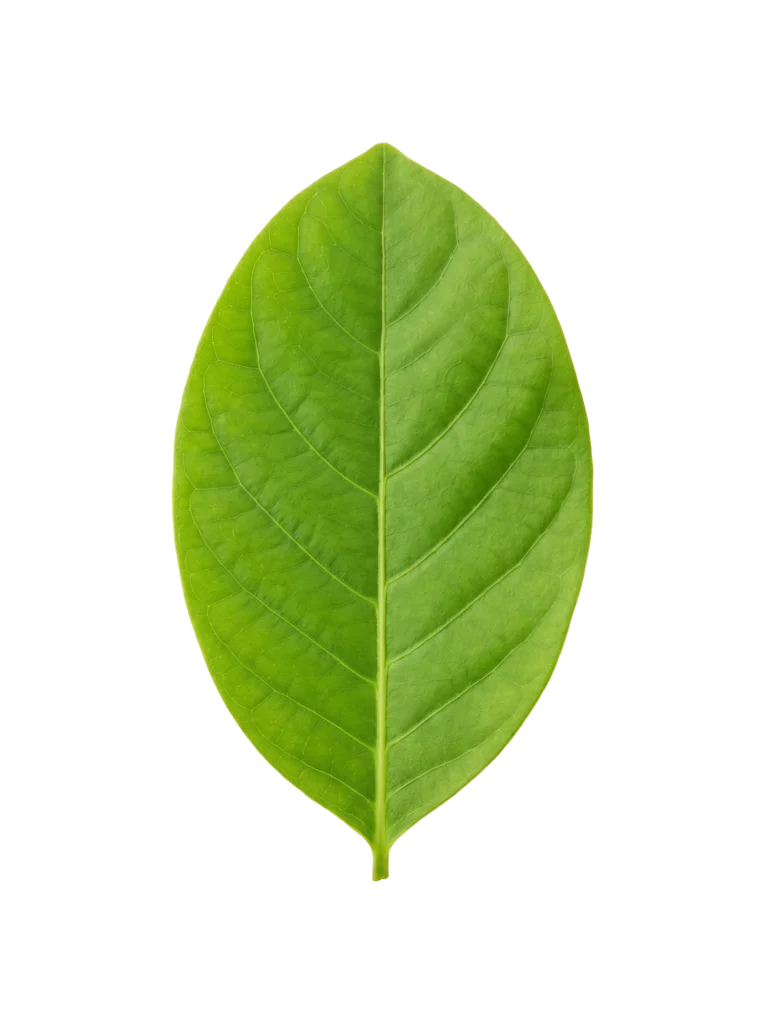 Leaf — photograph card from PopPond